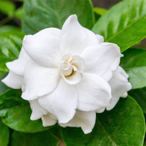 Gardenia .